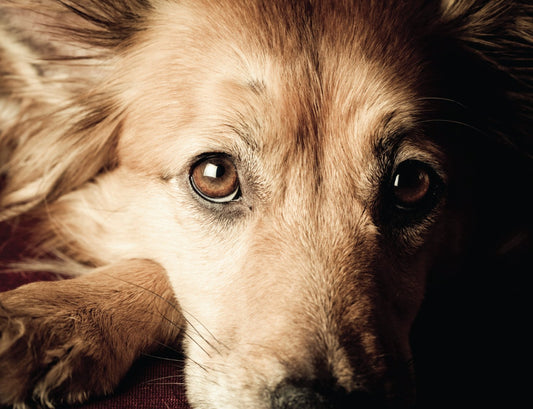 Surprise! Your Dog Has Leaky Gut