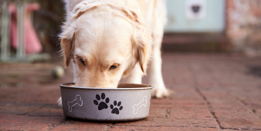 7 nutrients your dog's food may be lacking and how to fill the gaps