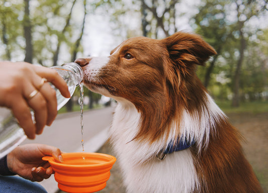 Is My Dog Dehydrated?