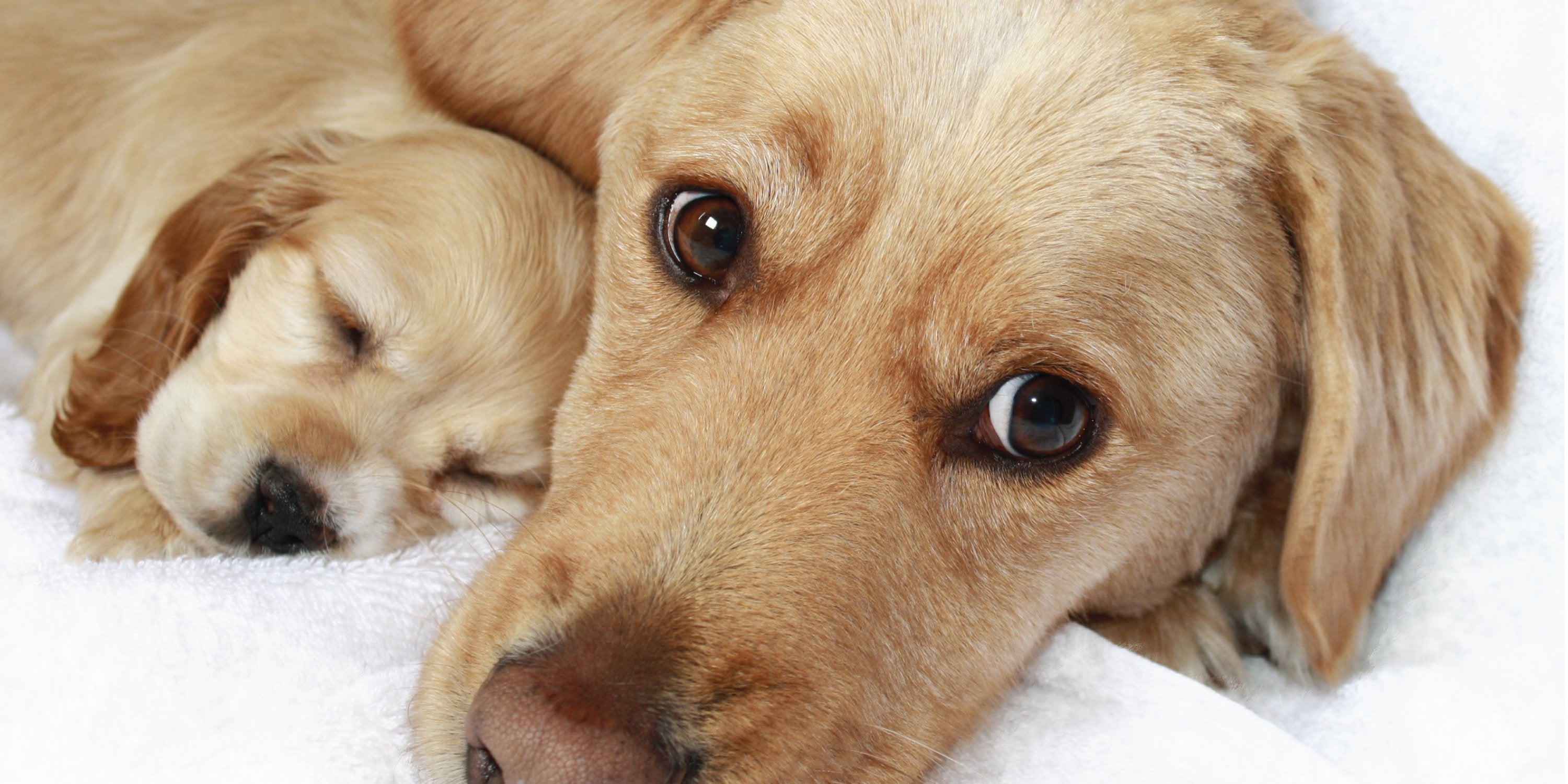 Stop puppy crying at clearance night