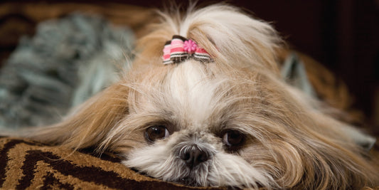 Does Your Dog Dream? Is It Important?