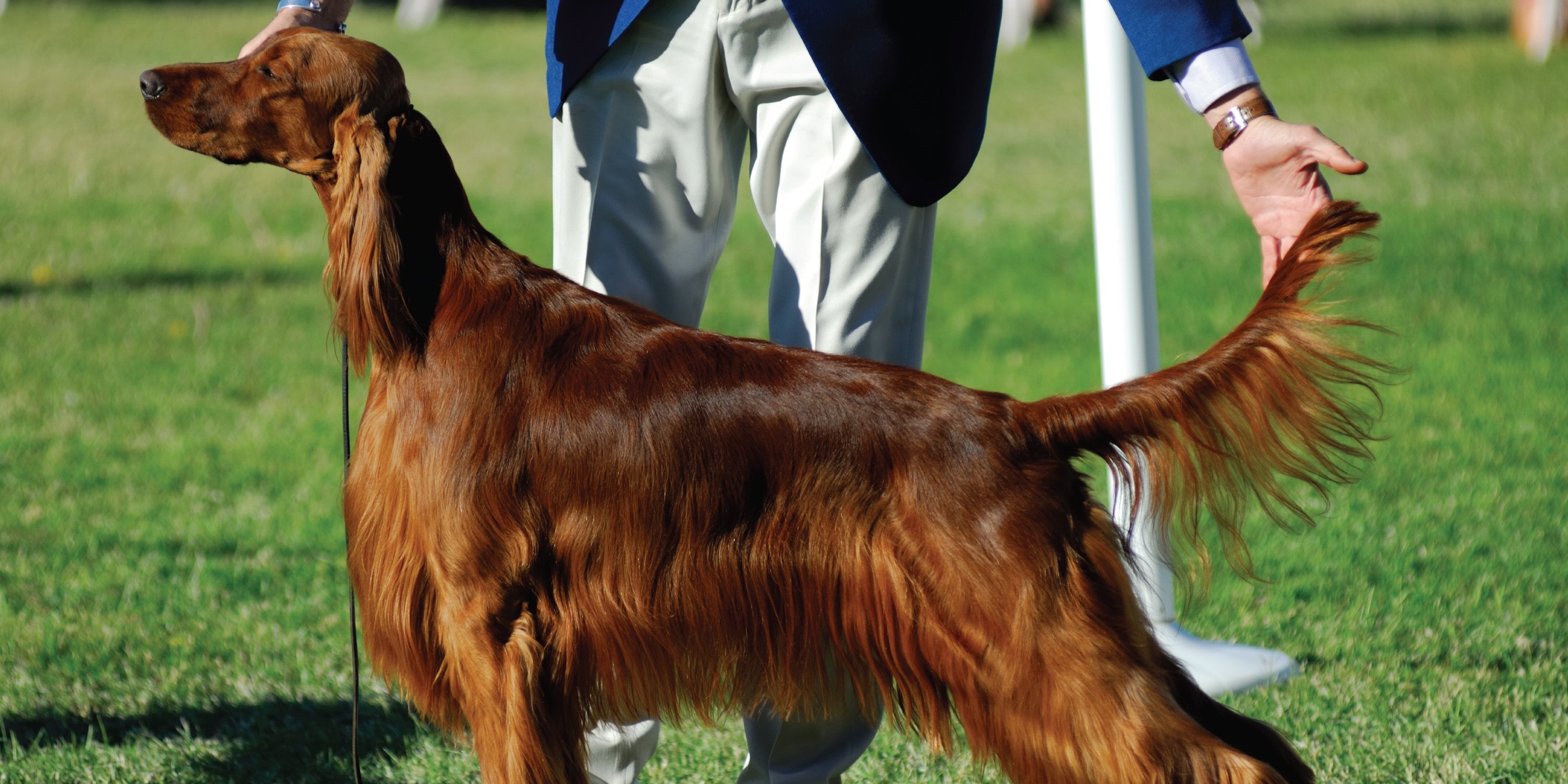 Dehydrated dog food clearance benefits