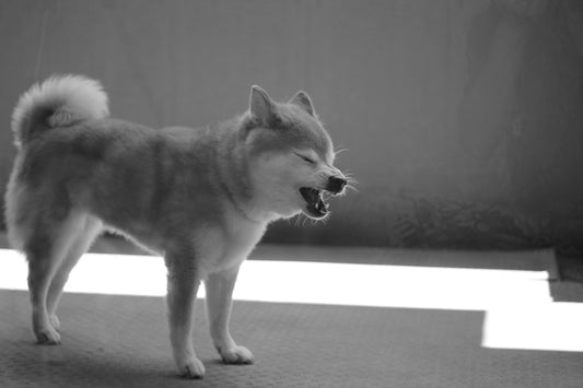 6 Powerful Nutrients to Fight Allergies in Dogs