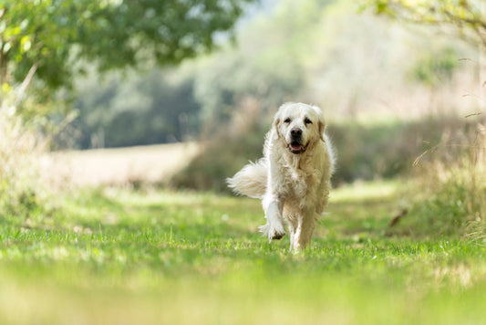 Dog Arthritis: Mild vs Severe & How to Address it