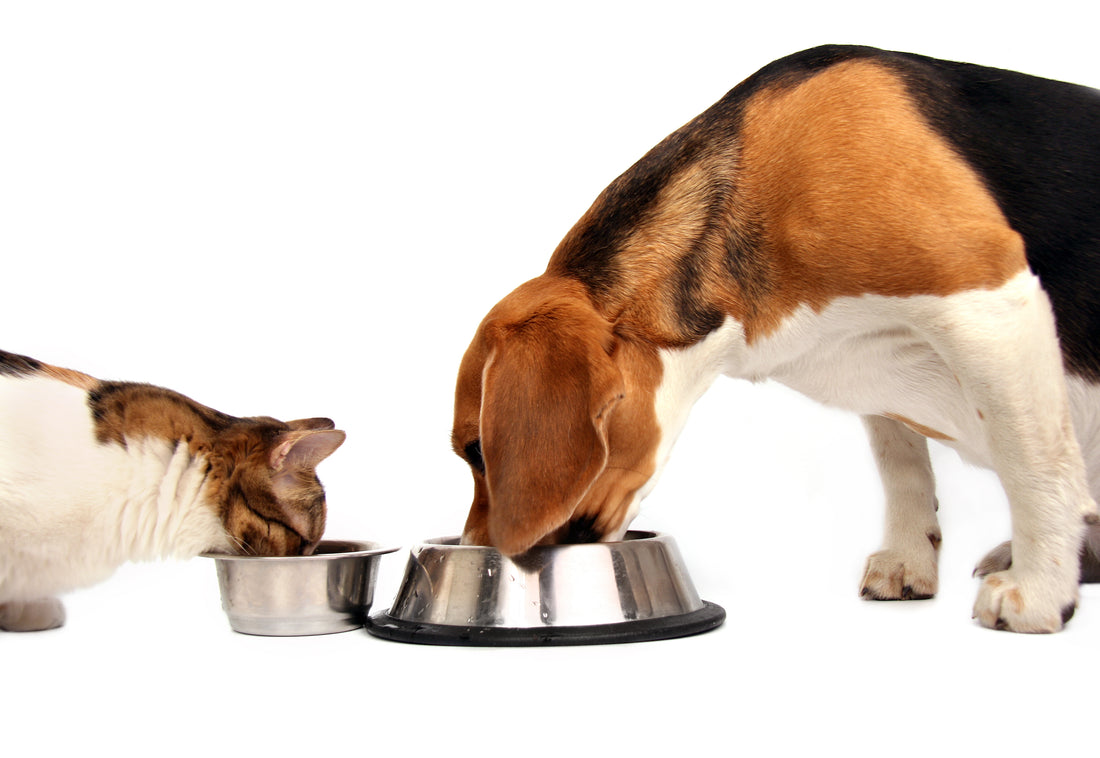 A Wellness Guide for Dogs and Cats : Boosting Immune System Health with Probiotics