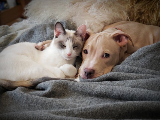 Did You Know Probiotics Address 5 of the Top 10 Reasons for Visits to the Vet?