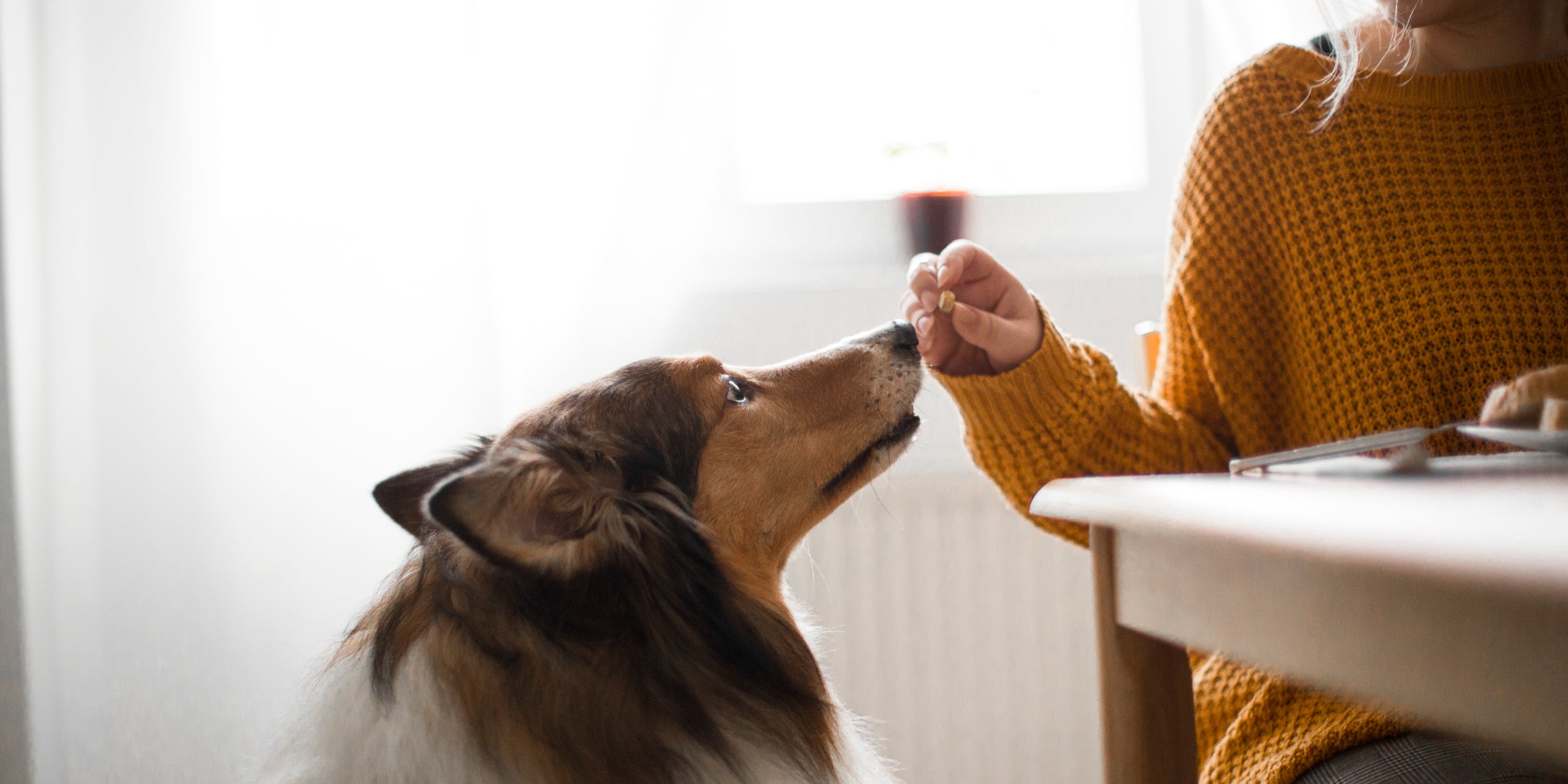 Acid Reflux (Gerd) in Dogs What To Do? Nusentia