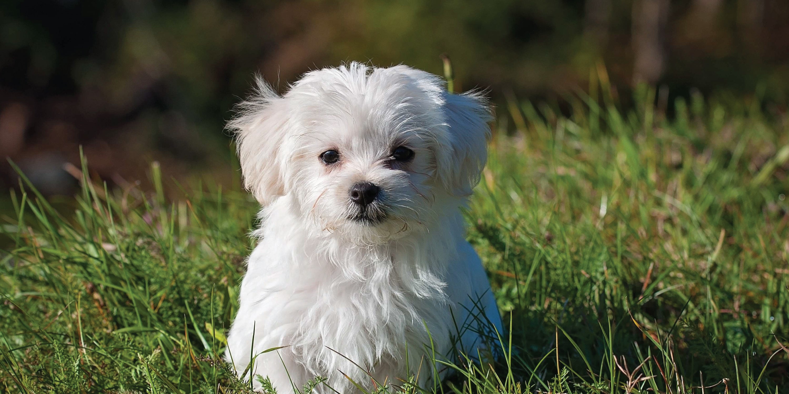 Orders bichon eye staining