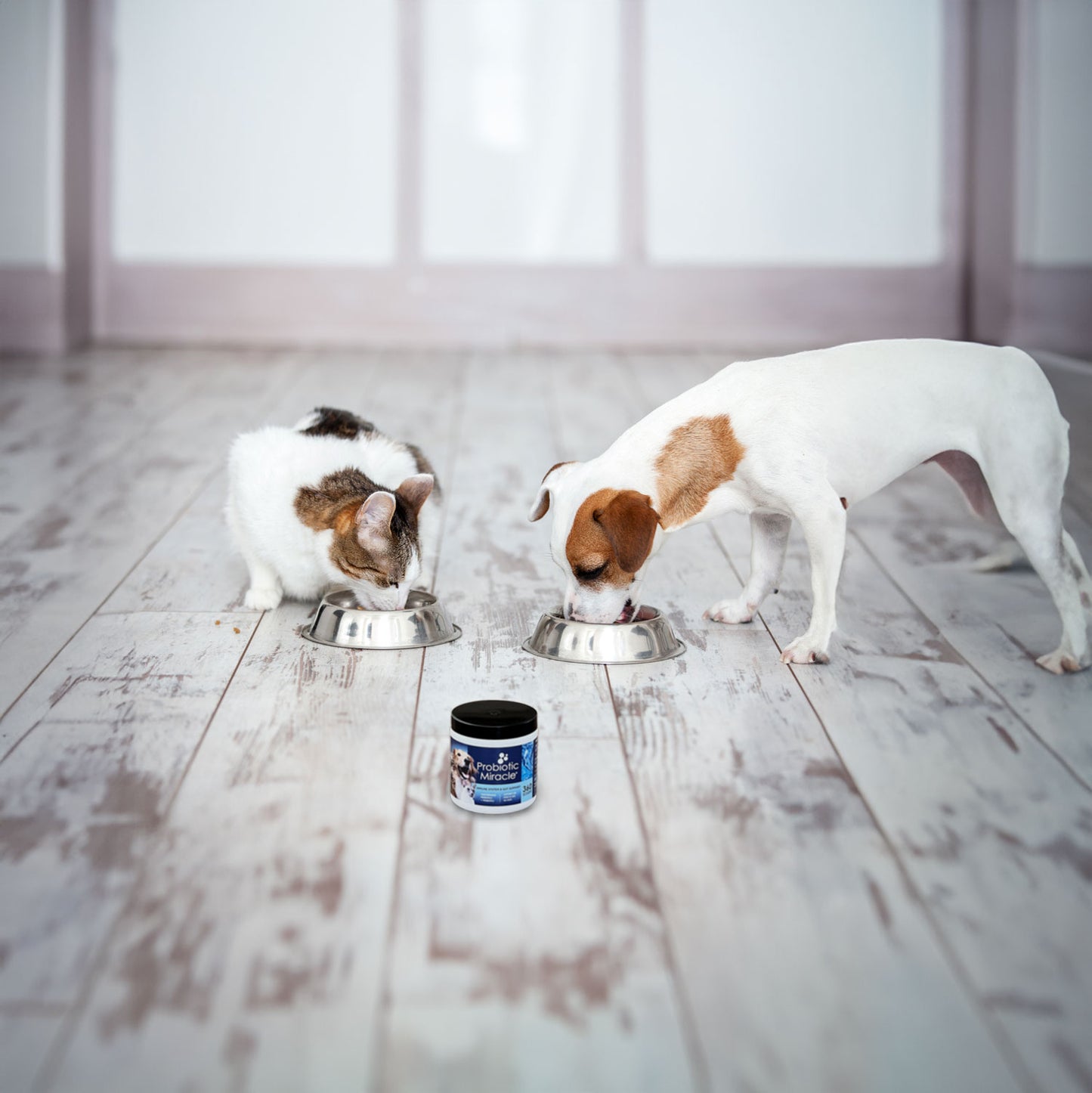 probiotics for dogs and cats