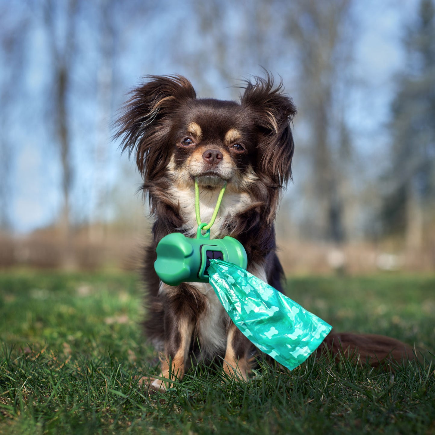 probiotics for dogs with diarrhea