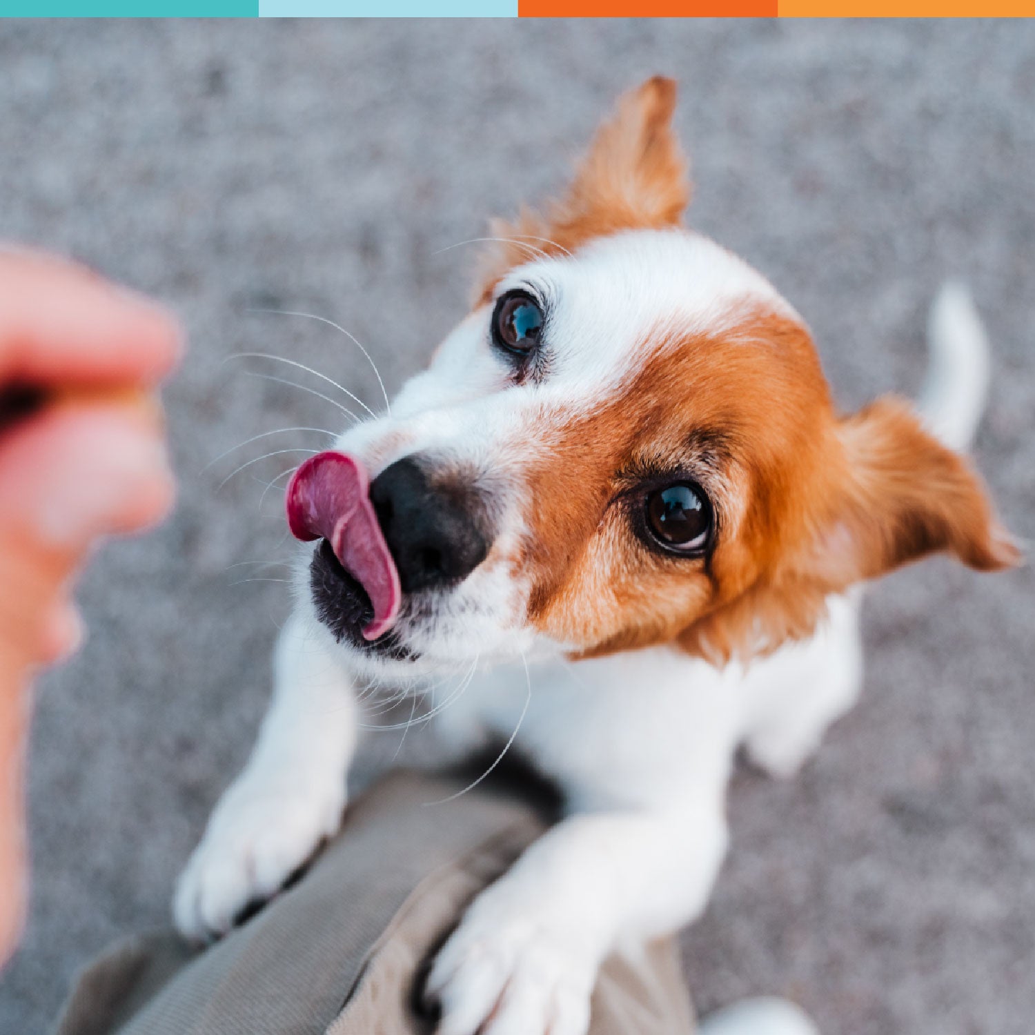 dog vitamin chews