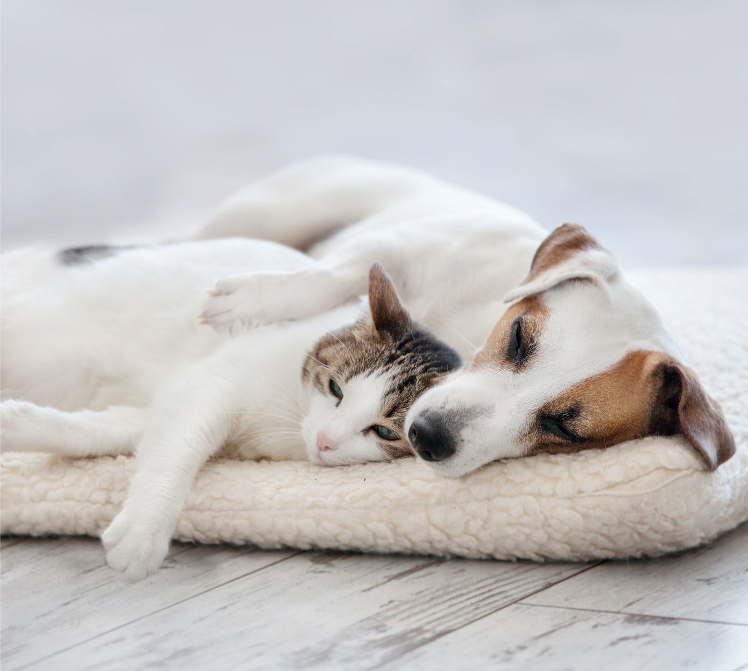 uti treatment dogs cats