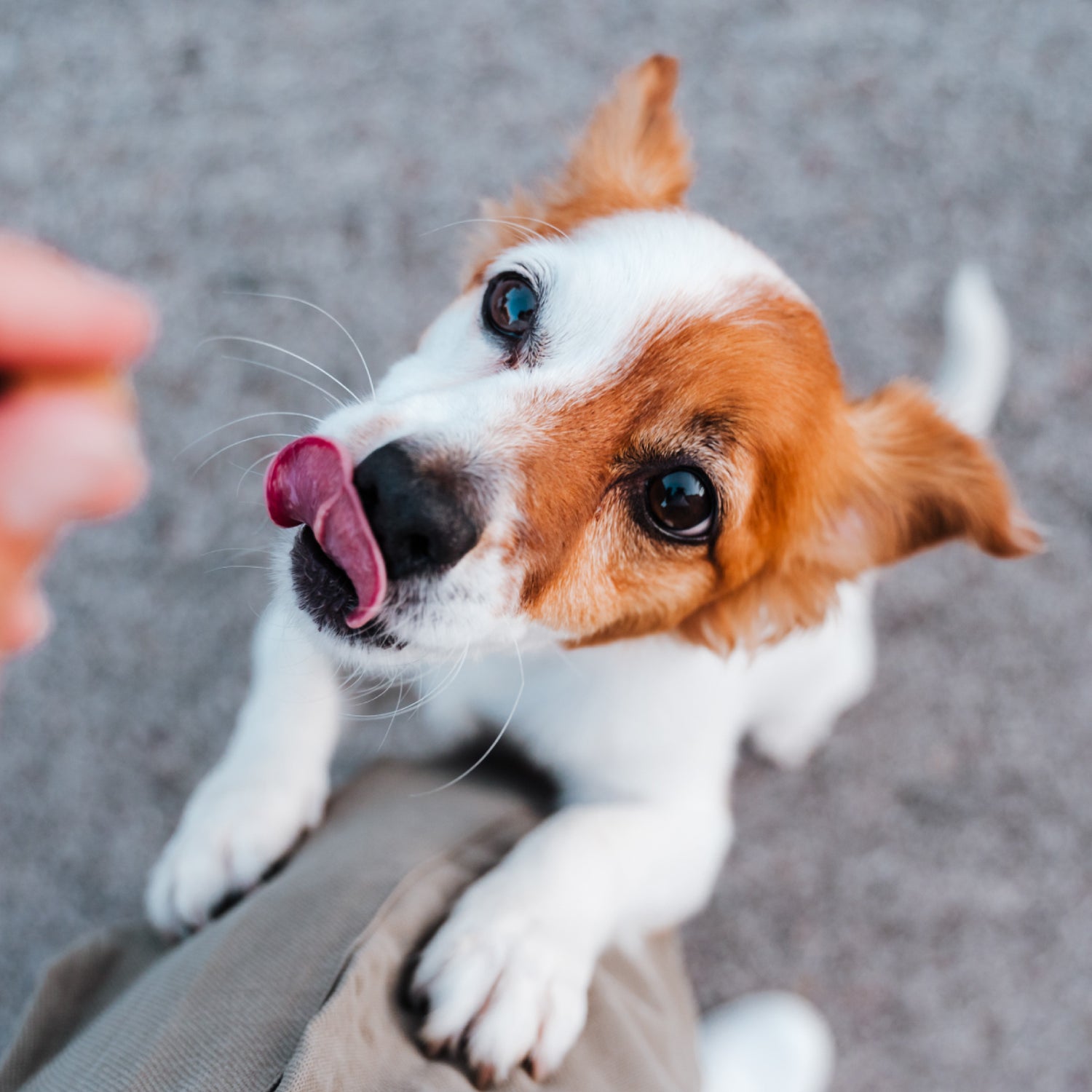 best allergy chews for dogs