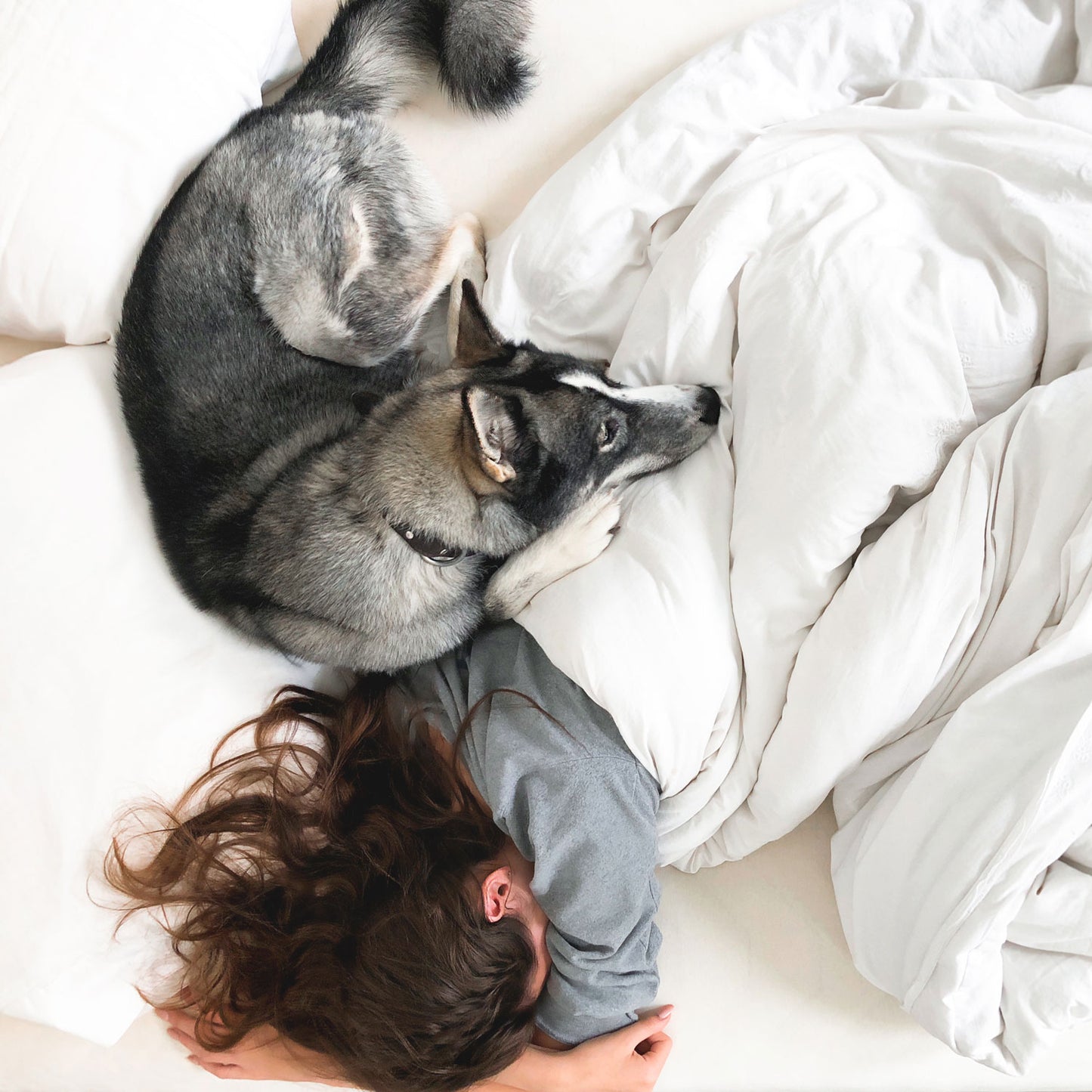 calming bites dogs melatonin