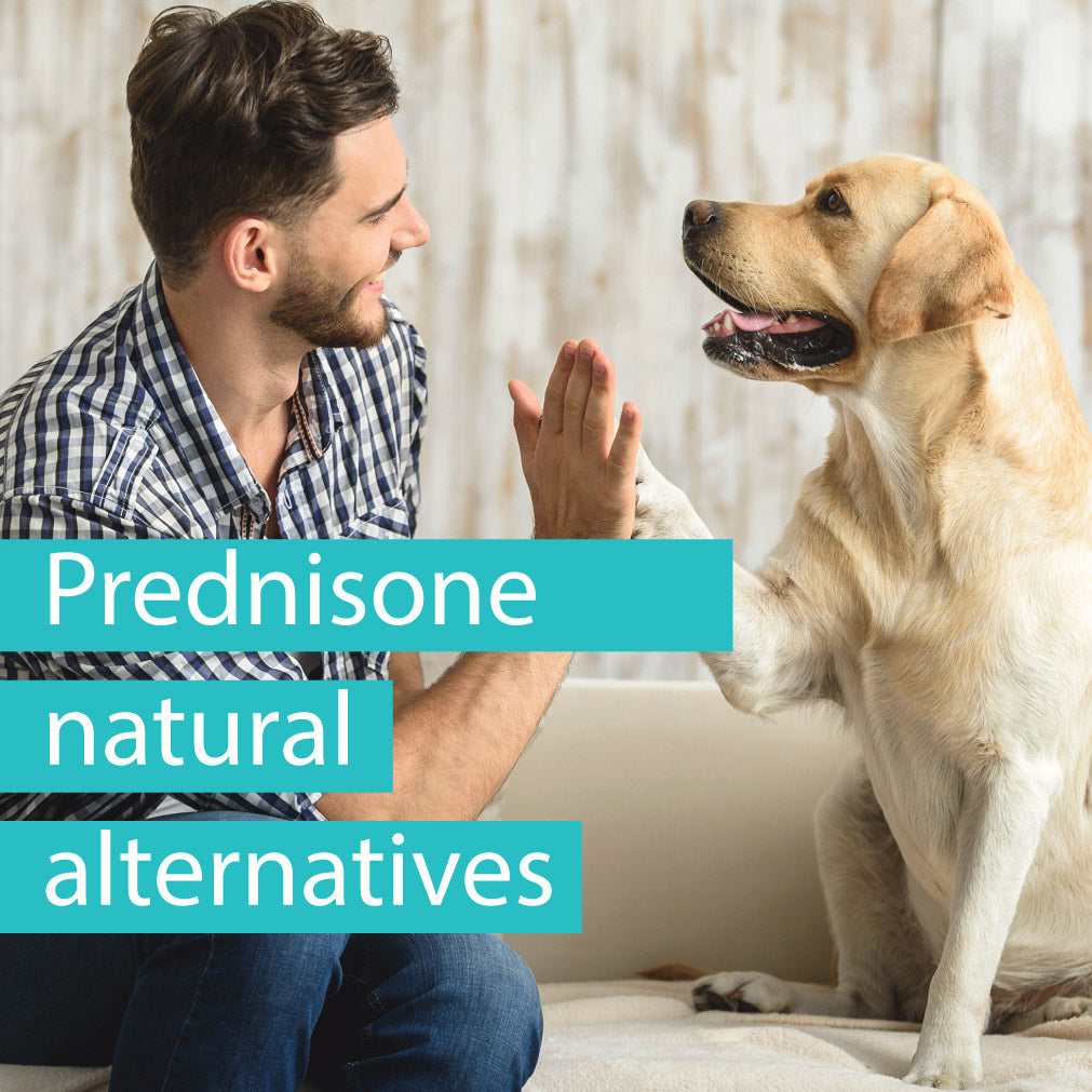 prednisone for dogs alternatives