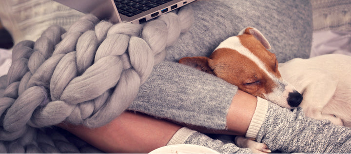 Work From Home Tips with Your Dog
