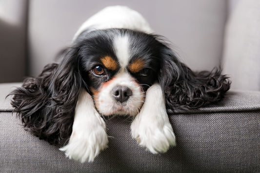 Breaking Down the Benefits of Dog Skin and Coat Supplements