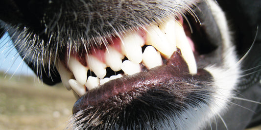 Improving Your Dog's Dental Health: A Comprehensive Guide