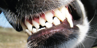The Most Overlooked Problem in Pets: Teeth & Gums