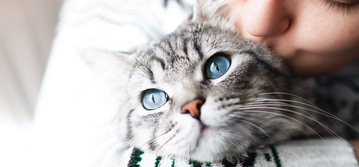 Caring For Your Cat After Antibiotics