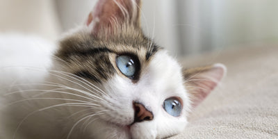 Pet Urinary Tract Infections: How to Prevent?