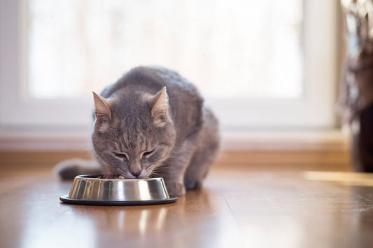 Omega-3 for Dogs and Cats: What is it Good For?