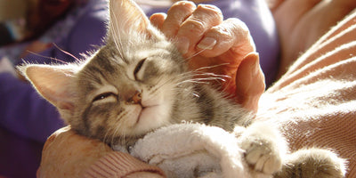 Omega-3 for Pets: Avoiding Contaminants