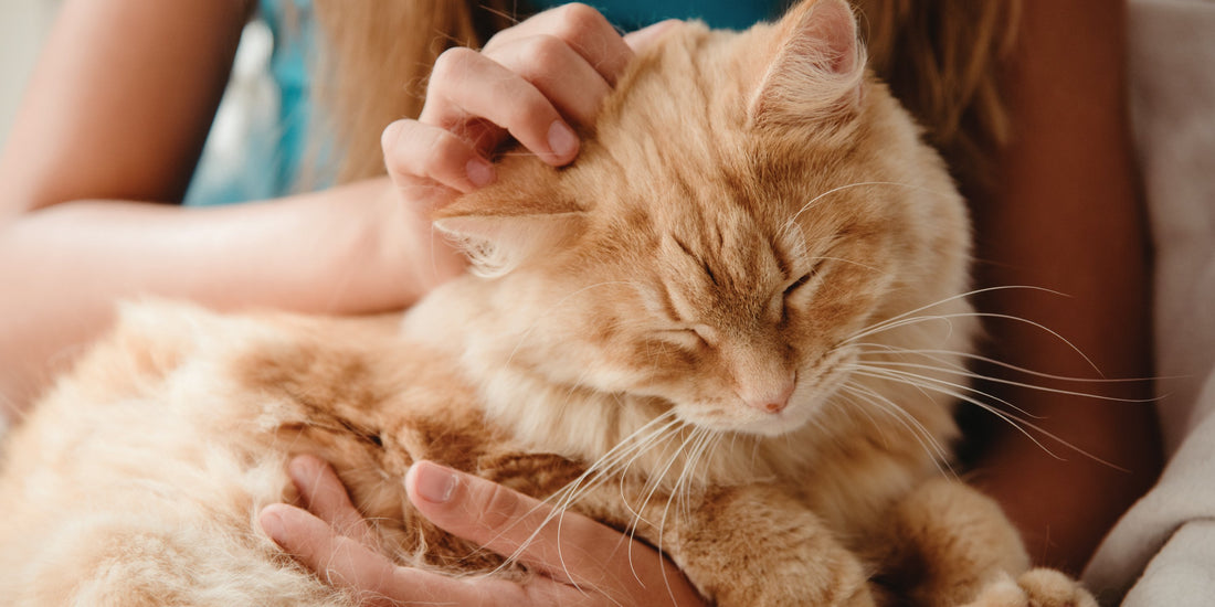 TOP 5 HEALTH PROBLEMS IN PETS AND NUTRIT