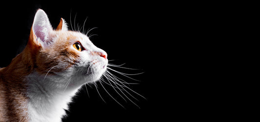 Allergic to What?! Understanding Your Cat's Sneezes and Wheezes