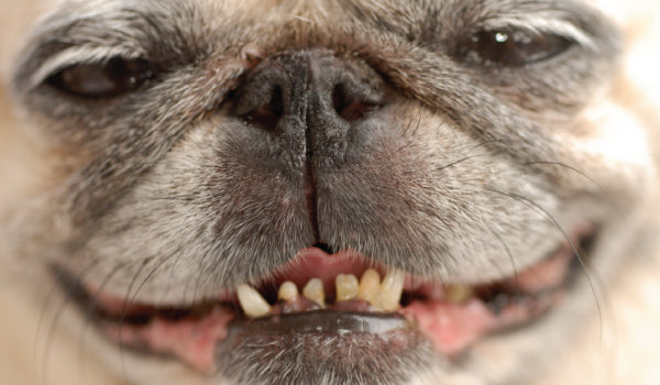 The Surprising Reason Why Your Dog Has Gas and Bad Breath