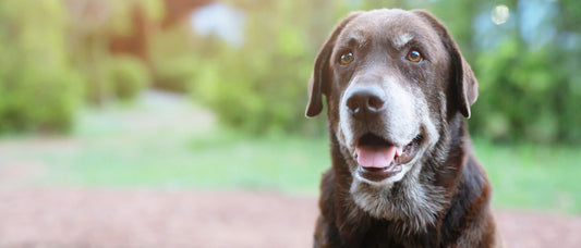 Treating Canine Osteoarthritis vs Canine Arthritis