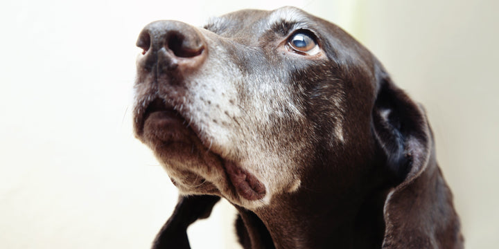 DETECTING LIVER DAMAGE IN DOGS & HOW TO