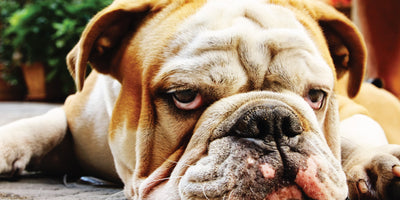 How to Keep Your Dog Cool and Hydrated in Summer
