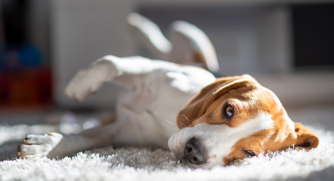 The Ultimate Guide to Choosing Safe and Effective Calming Dog Treats The Ultimate Guide to Choosing Safe and Effective Calming Dog Treats