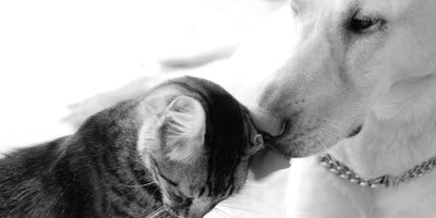 Urinary Incontinence in Pets: Basics for Natural Prevention