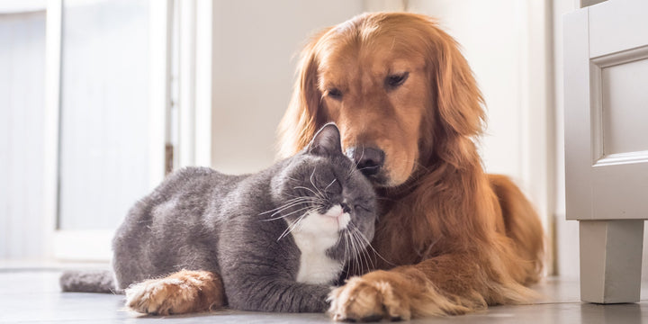 Digestive Stress in Dogs & Cats : Causes