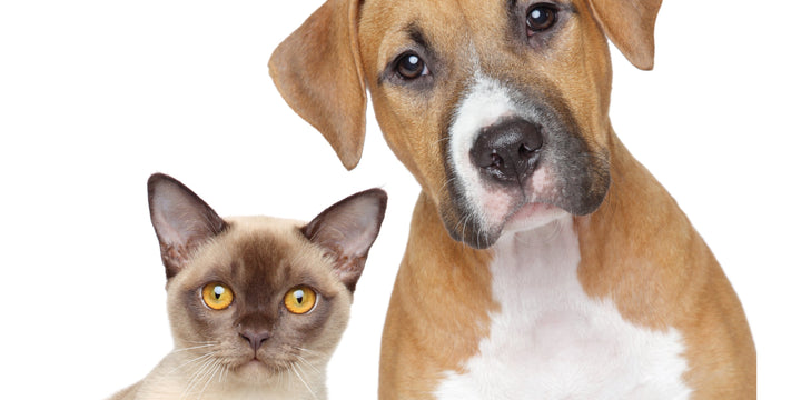 GUT HEALTH: THE KEY TO YOUR PET'S IMMUNE