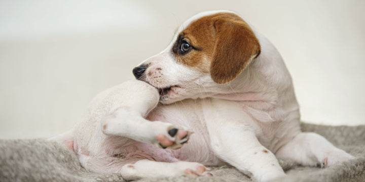5 SITUATIONS WHEN PET PROBIOTICS ARE A M