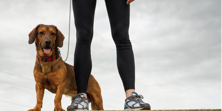 Tip: Exercise for the Aging Dog