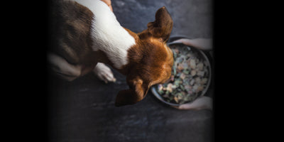 The Truth Behind Raw Dehydrated Dog Food: Is It Still Raw?