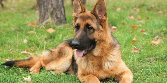 SBO IN DOGS : TRIGGERS & REMEDIES