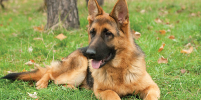 SBO In Dogs: Triggers & Natural Remedies