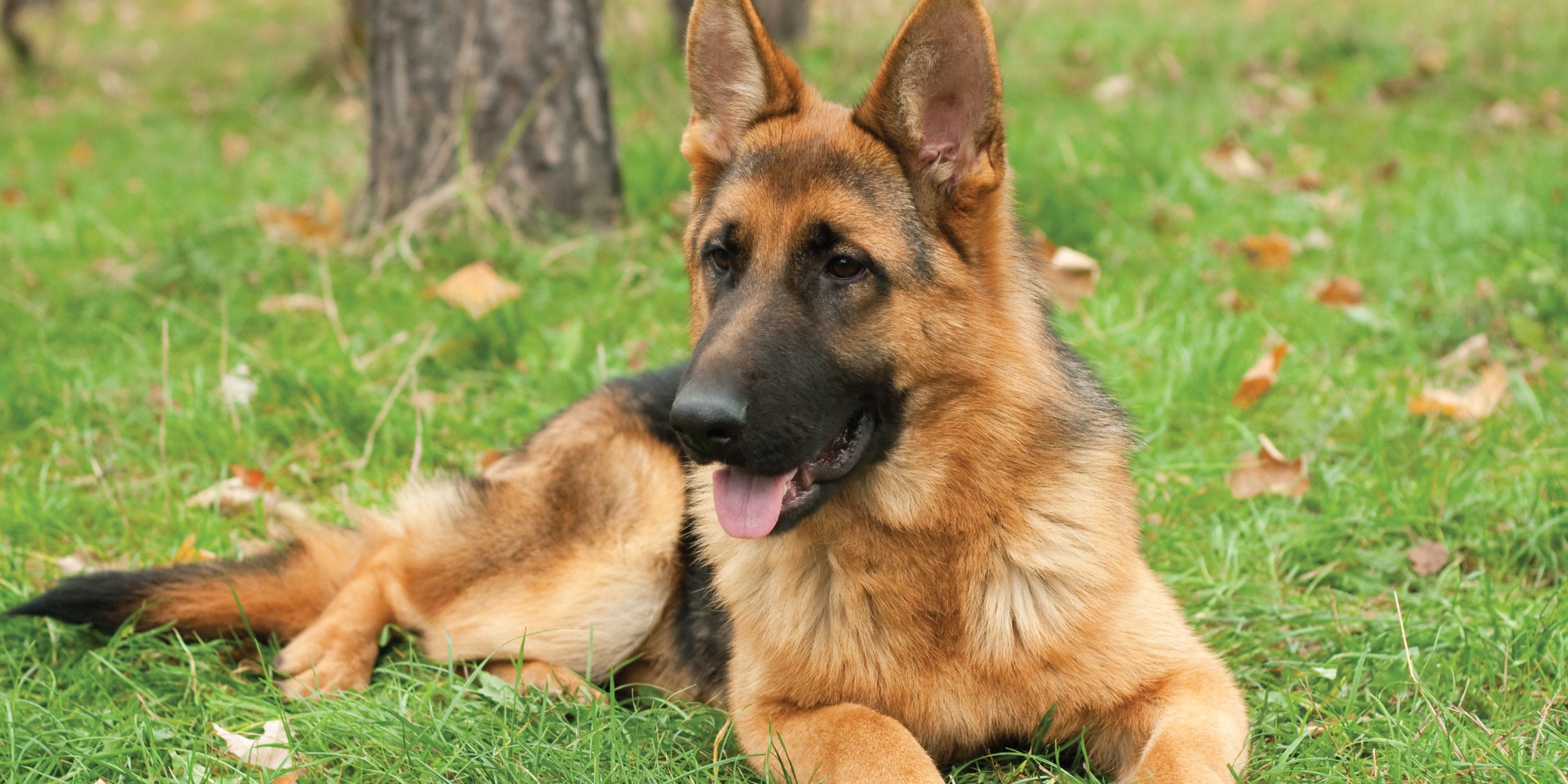 SIGNS OF ENZYME DEFICIENCY IN PETS – Nusentia