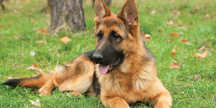 SIGNS OF ENZYME DEFICIENCY IN PETS