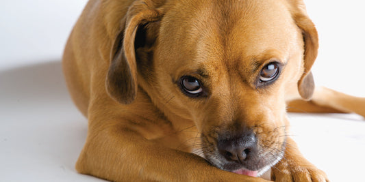 The Surprising Reason Why Your Dog Licks