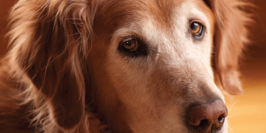 ALERT: IS YOUR DOG 7 YEARS OR OLDER?