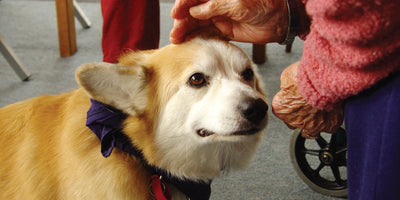 Socializing Your Timid Dog