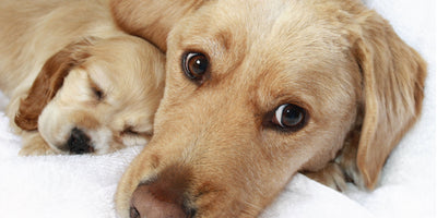 Avoiding Crate Stress | Puppy Crate Training 101