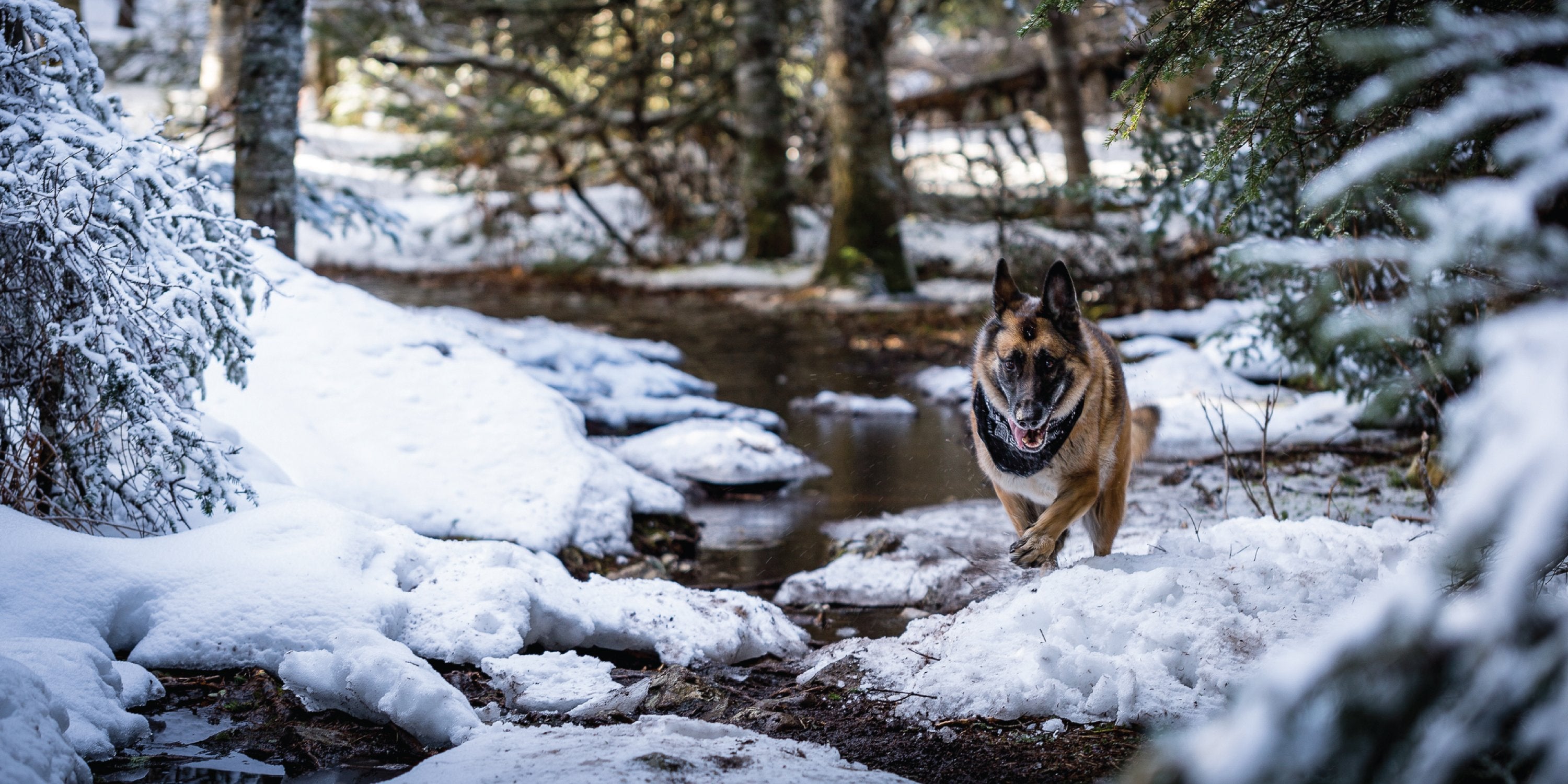 Grain Free Dog Food Navigating the Good and Bad for Optimal