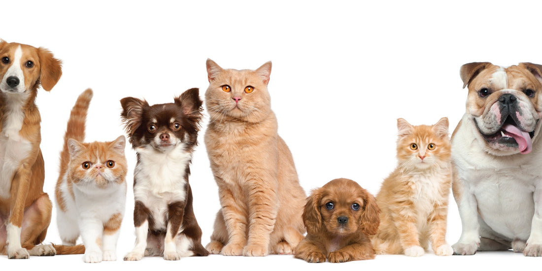 Probiotics & Enzymes for Pets : Dosage E
